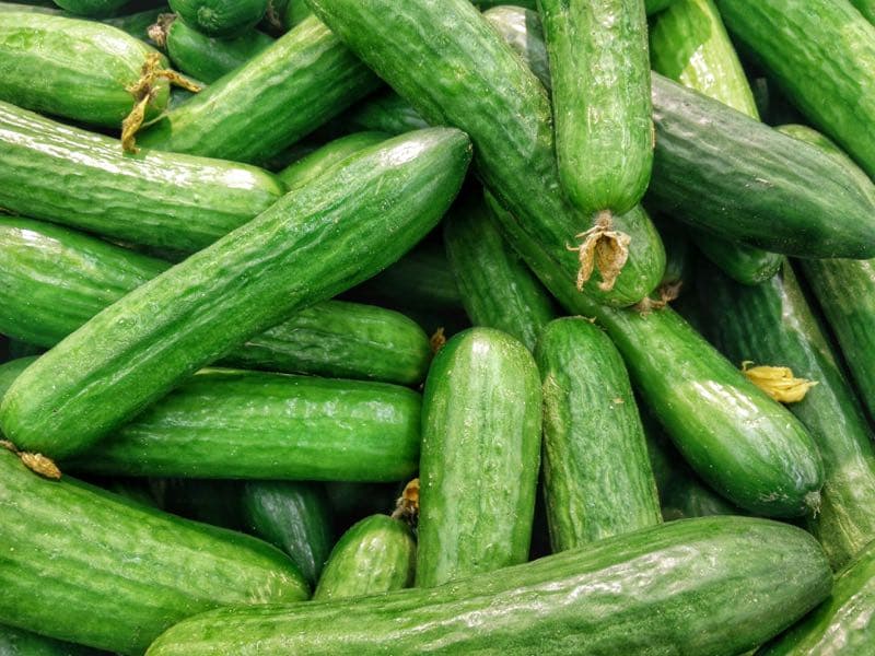 A pile of freshly picked smooth-skinned cucumbers
