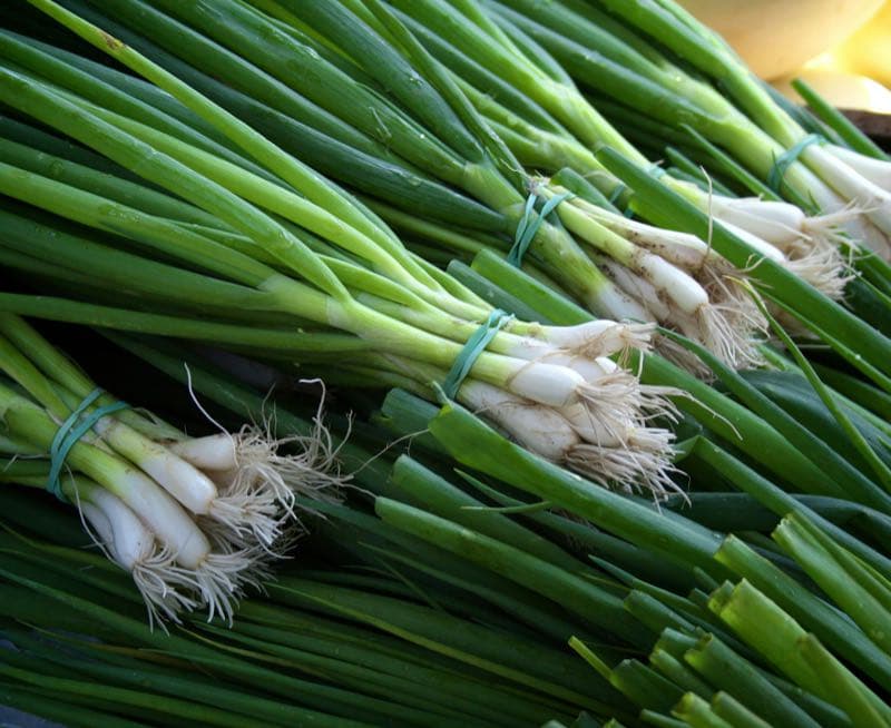 Freshly picked spring onions tied in bunches, with white stems and trailing roots