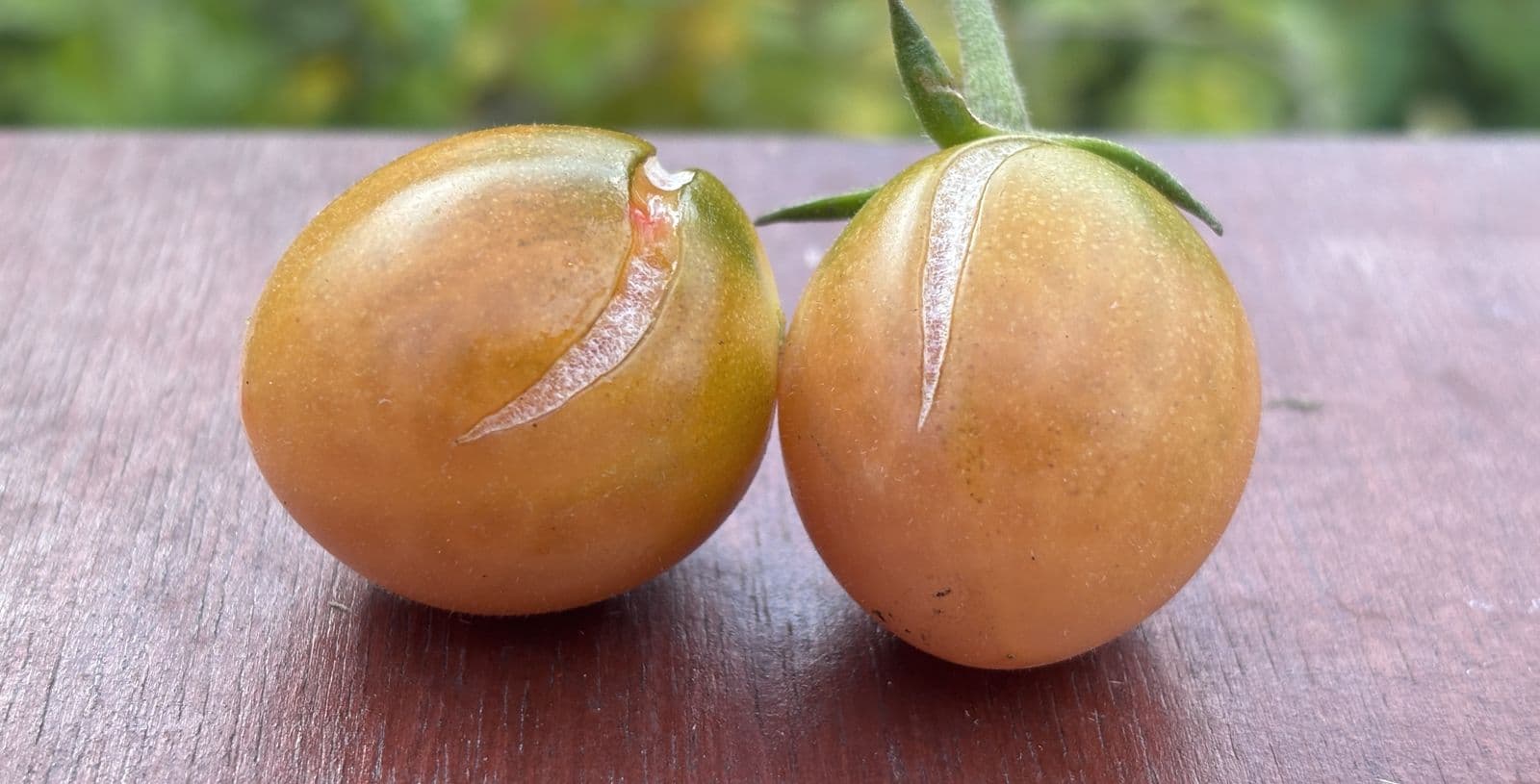 Two cherry tomatoes with long splits in their skins.