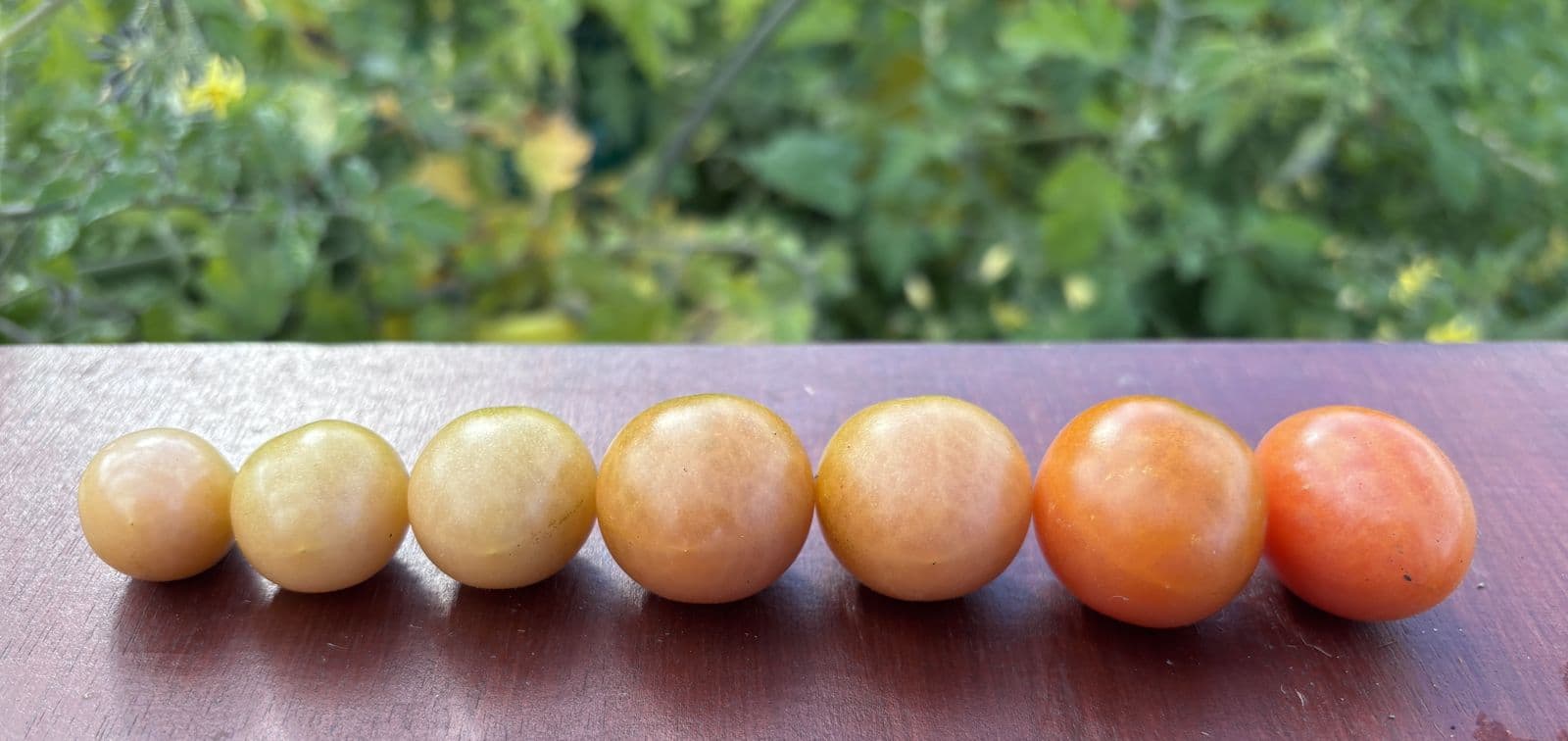 Seven cherry tomatoes in a row on a wooden surface, shading from pale green through orange to red.