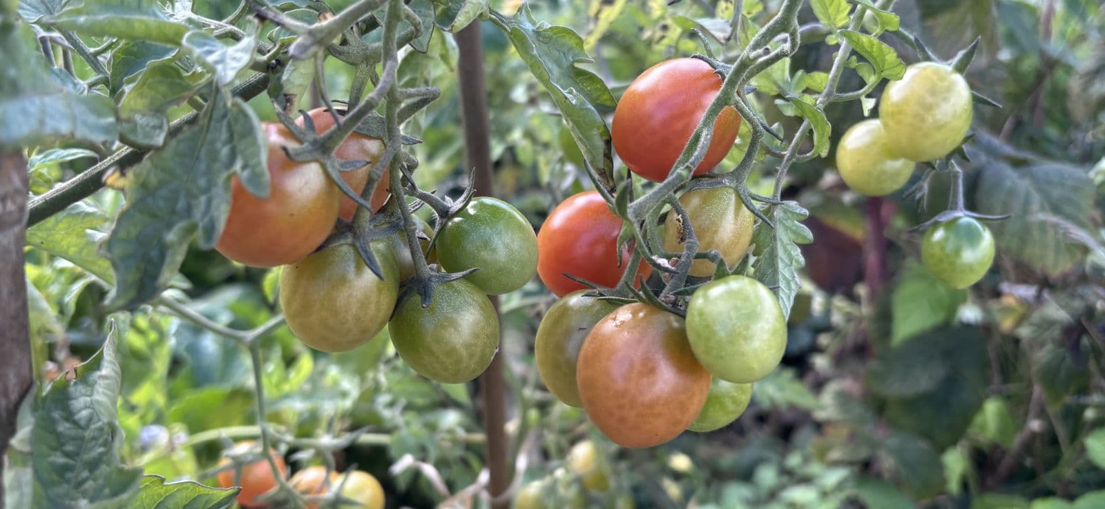 Cherry tomato trusses on the plant in autumn, with green, orange and red fruit together.