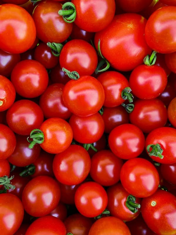 Freshly harvested red cherry tomatoes
